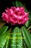 Larger Rhododendron Species by P Cox (1990)