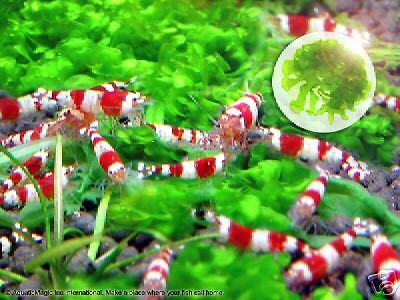 Round Pellia -for live shrimp freshwater aquarium ...