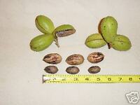 TOP: Green grafted pecans in