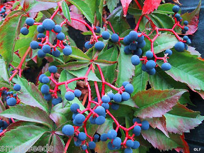 Parthenocissus Boston Ivy HARDY fall color BULK SEEDS  