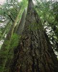australianturningtimbers