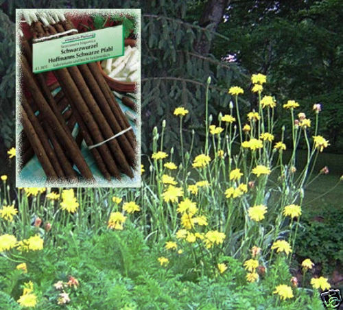 Edible Black Salsify Scorzonera hispanica 25 Seeds  