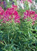 Cherry Cleome 100 Flower Seeds BFlies HBirds