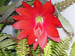 flowerbasket2010