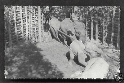 Chittagong Hill Tracts Elephant Khedda Bangladesh 60s  