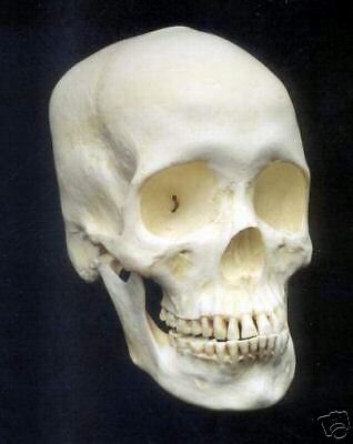 Human Skull REPLICA anatomically correct