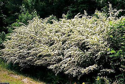 50 MEDIUM CHINESE PRIVET HEDGE PLANTS   GREAT HEDGE or PRIVACY FENCE 