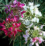 GIANT QUEEN MIX CLEOME/SPIDER FLOWER SEEDS / PERENNIAL  