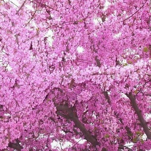 JUDASBAUM   CERCIS SILIQUASTRUM   REICHE BLÜTE   10 SAM  