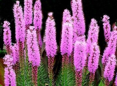 Thick spiked gayfeather liatris Native 100+ seeds  