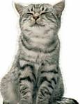 miezekatze9